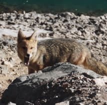 Falta de información de fauna y flora de los sectores